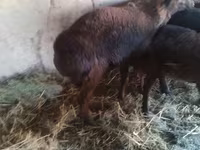 Kambing jantan, Sheep — foto 2