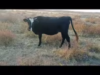 Αγελάδα, Simmental cattle — φωτογραφία 3