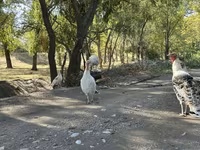 Turkeys — تصویر 4