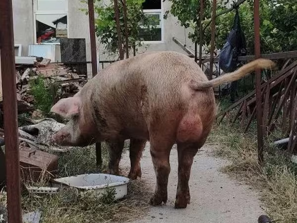 母猪, Pigs