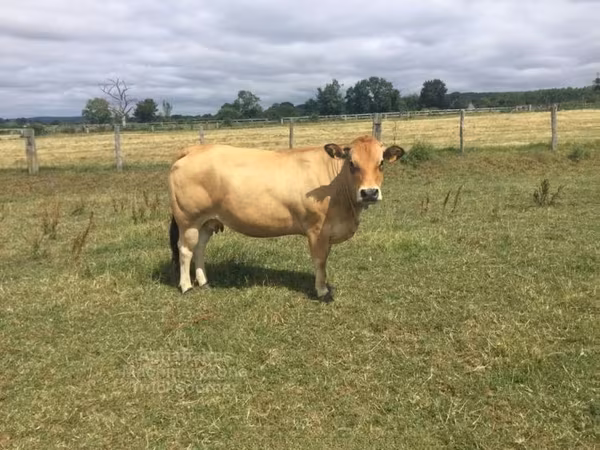 Cow, Partenaise cattle — United Kingdom