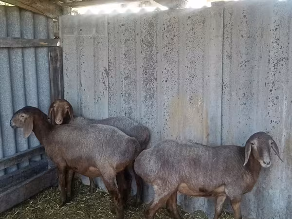 Ovce, Arashan sheep