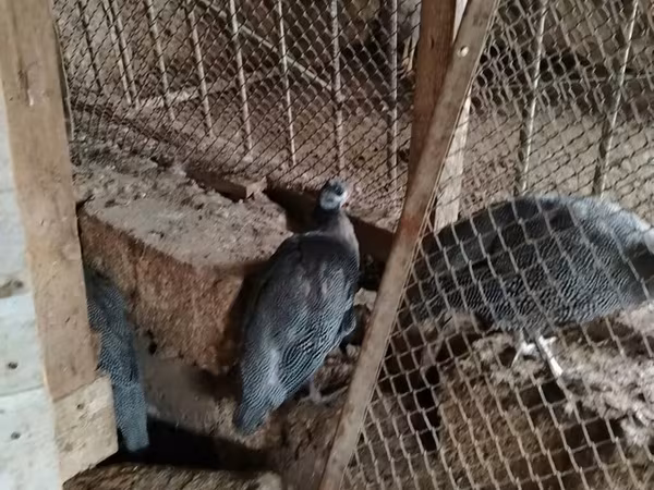 پرل گری