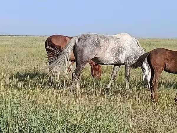 Mare, Horses