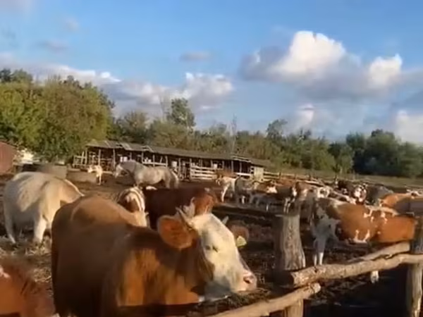 گاو ماده, Simmental cattle