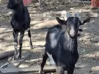 Kambing jantan, Goats — foto 1
