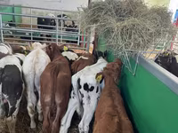 Lembu jantan, Simmental cattle — foto 6