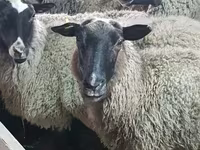 በግ, Romanov sheep — ፎቶ 1