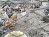 Chickens — 照片 3