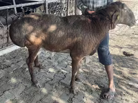 Montone, Arashan sheep — foto 2