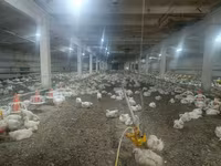 Chickens — foto 2