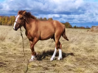 Kuda betina, Horses — foto 1