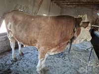 گاو نر, Simmental cattle — عکس 3
