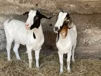 Koza, Boer goat — fotografija 6
