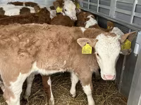 ხარი, Simmental cattle — ფოტო 1