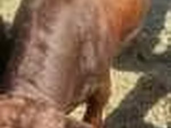 Cow, Cattle — Kazakhstan