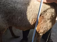 Kambing jantan, Sheep — foto 1