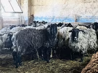 Bélier, Romanov sheep — photo 3