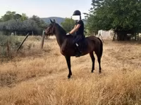 Mare, Horses — photo 1
