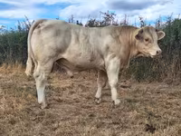 ثور, Charolais cattle — الصورة 1