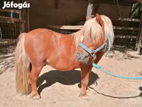 Άλογο, Shetland Pony — φωτογραφία 3