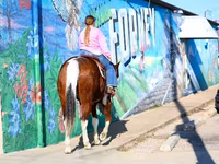 اسب نر, National Show Horse — عکس 5