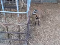 Qoç, Cameroon sheep — foto 5