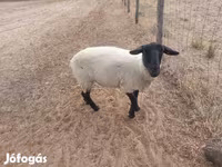Schaap, White Suffolk sheep — foto 4
