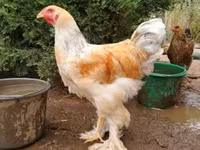 Brahma — zdjęcie 1