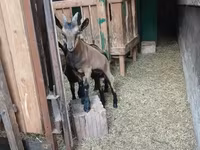 Kozel, Alpine goat — foto 5