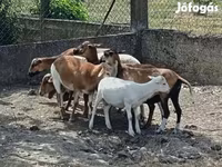 میش, Cameroon sheep — عکس 1