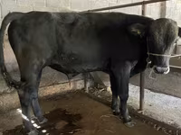 ወንድ በሬ, Swiss cattle — ፎቶ 6