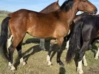 母马, Dutch warmblood horse — 照片 2