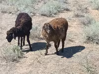 Vædder, Edilbay sheep — foto 1