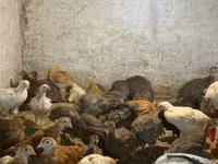 Chickens — foto 4