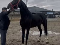 اسب نر, Orlov Trotter — عکس 1