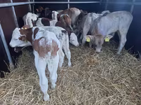 Býk, Simmental cattle — foto 1