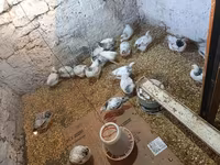 Chickens — fotografija 3