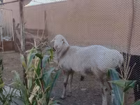 بھیڑیں (گروپ، جنس مذکور نہیں), بھیڑیں — تصویر 2