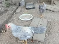 Chickens — sawirka 2