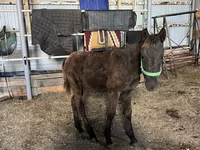 Cavallo, Cavalli — foto 6