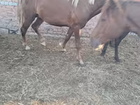 Адуу, Horse breed — 1 зураг