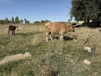 گاو ماده, Latvian Blue cattle — عکس 2