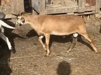Kambing jantan, Cameroon sheep — foto 4