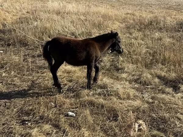 Pastuv, Коњи