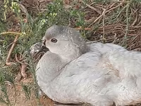 Ducks — ছবি 4