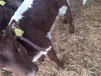 گاو نر, Simmental cattle — عکس 1