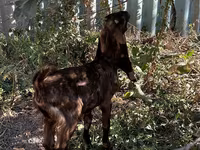 แพะตัวเมีย, Kamori goats — รูปภาพ 3