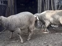 میش, گوسفند — عکس 6