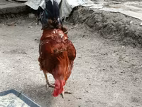 Chickens — photo 1